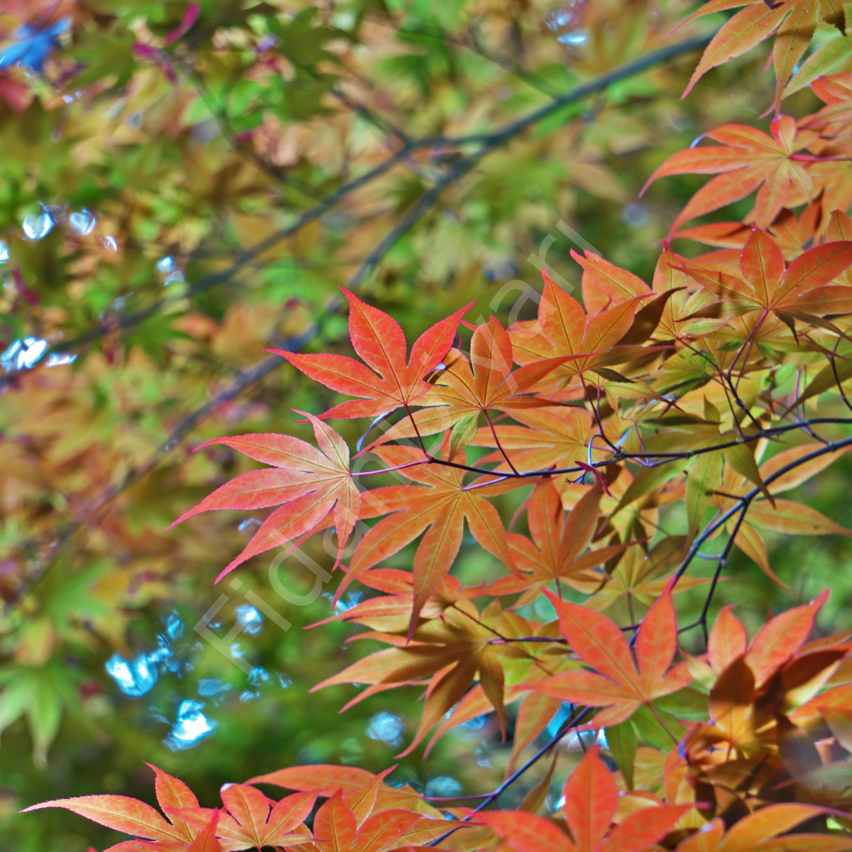 Acer Palmatum Japon Akçaağaç fidanı 120-150cm, Saksılı