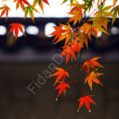Acer Palmatum Japon Akçaağaç fidanı 120-150cm, Saksılı