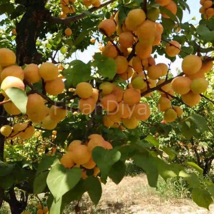 Trinthe Kayısı Fidanı 200 cm, 5-6 Yaş Saksılı