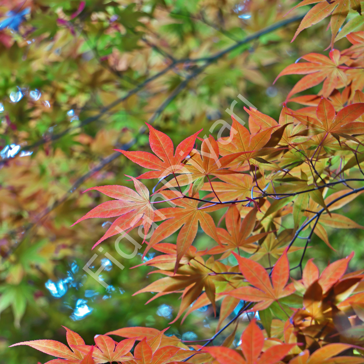 3 adet Acer Palmatum Japon Akçaağaç fidanı 120-150cm, Saksılı