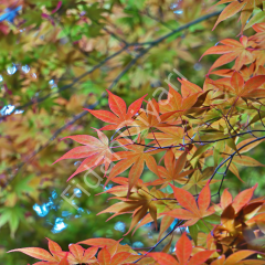3 adet Acer Palmatum Japon Akçaağaç fidanı 120-150cm, Saksılı