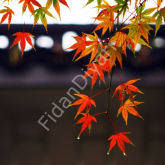 3 adet Acer Palmatum Japon Akçaağaç fidanı 120-150cm, Saksılı