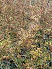 3 adet Acer Palmatum Japon Akçaağaç fidanı 120-150cm, Saksılı