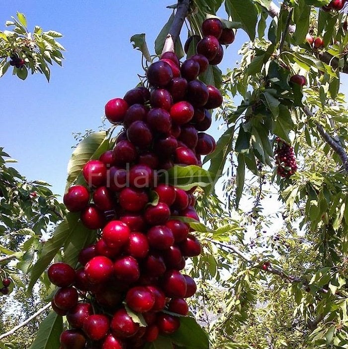 Ziraat 0900 Napolyon Kiraz Fidanı 200 cm, 5-6 Yaş, Saksılı