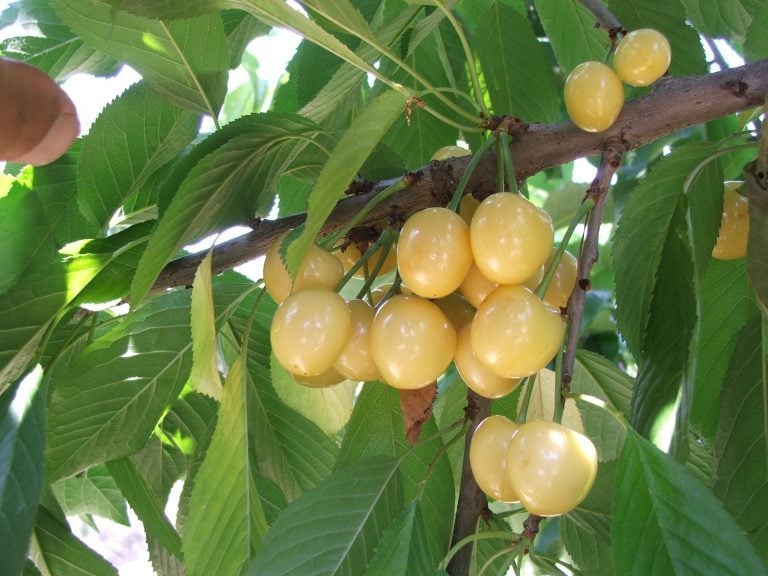 Starks Gold (Tozlayıcı) Beyaz Kiraz Fidanı 200 cm, 5-6 Yaş Saksılı