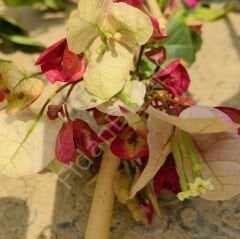 Tırmanıcı İki renkli Begonvil Fidanı 80-100 cm, Saksılı