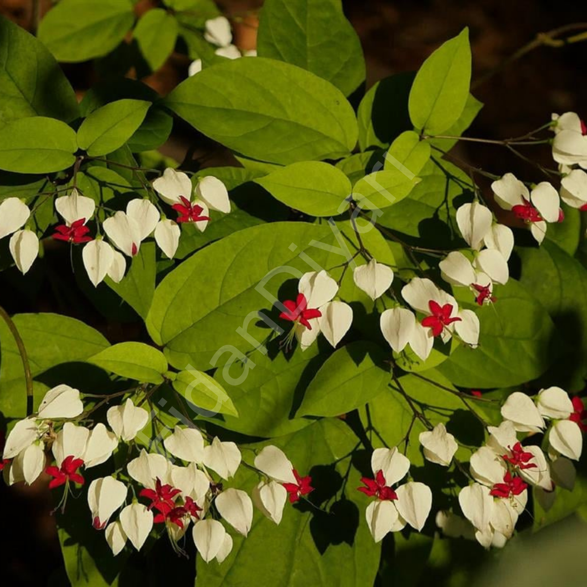 Clerodendrum thomsoniae Kızılay Sarmaşığı Fidanı, Beyaz-Kıramızı 120-150 cm
