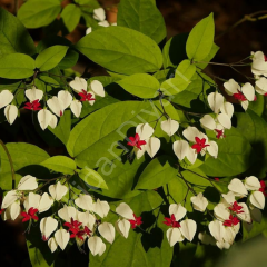 Clerodendrum thomsoniae Kızılay Sarmaşığı Fidanı, Beyaz-Kıramızı 120-150 cm
