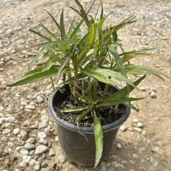 Ruellia brittoniana Bodur Meksika Petunyası Ruelya