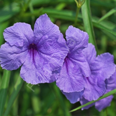 Ruellia brittoniana Bodur Meksika Petunyası Ruelya