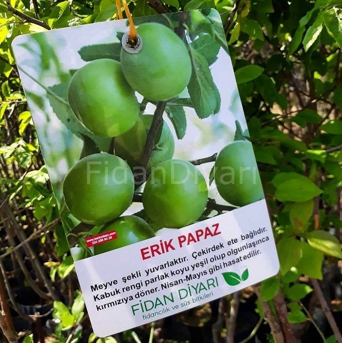 Papaz Erik Fidanı 200 cm, 5-6 Yaş Saksılı