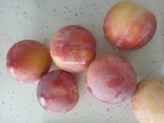 La Etitia Erik Fidanı (Geçci) 200 cm, 5-6 Yaş Saksılı