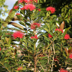 Metrosideros thomasii Fidanı, 80-100 cm, Tüplü/Saksılı