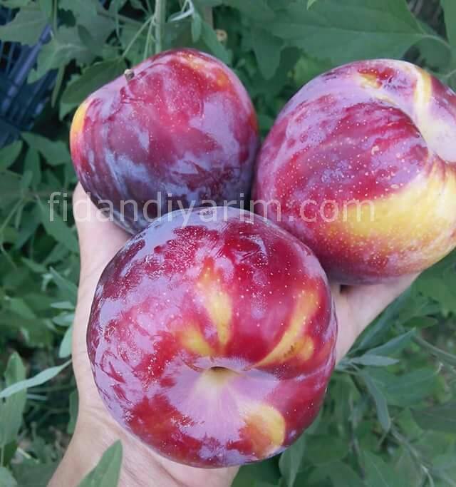 Yarıbodur Fortuna Erik Fidanı 200 cm, 5-6 Yaş Saksılı