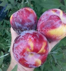 Yarıbodur Fortuna Erik Fidanı 200 cm, 5-6 Yaş Saksılı