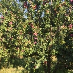 Yarıbodur Fortuna Erik Fidanı 200 cm, 5-6 Yaş Saksılı