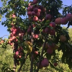 Yarıbodur Fortuna Erik Fidanı 200 cm, 5-6 Yaş Saksılı