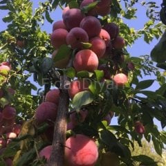 Yarıbodur Fortuna Erik Fidanı 200 cm, 5-6 Yaş Saksılı