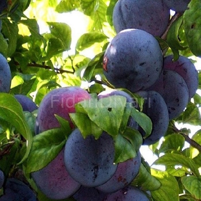 Yarı Bodur Angeleno (Anjelika) Erik Fidanı 200 cm, 5-6 Yaş, Saksılı