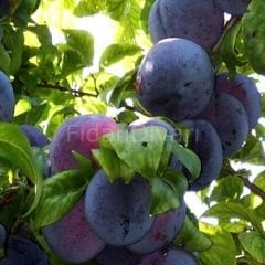 Yarı Bodur Angeleno (Anjelika) Erik Fidanı 200 cm, 5-6 Yaş, Saksılı