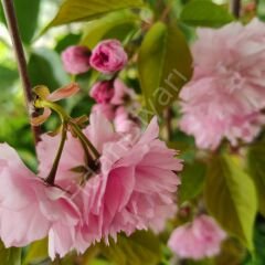 Japon Süs Kirazı Fidanı Prunus serrulata Kanzan, 150 cm+, Tüplü/Saksılı