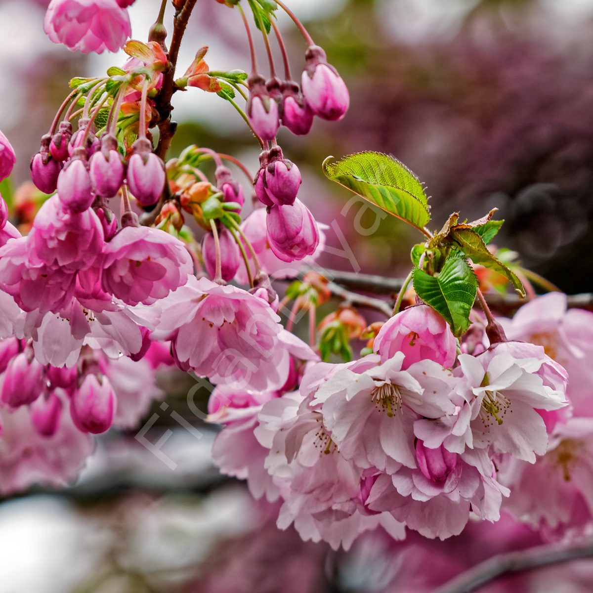 Japon Süs Kirazı Fidanı Prunus serrulata Kanzan, 150 cm+, Tüplü/Saksılı