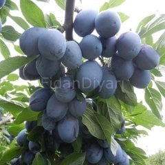 Birton-Stanley Erik Fidanı Yarıbodur, 200 cm, 5-6 Yaş Saksılı