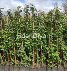 4'lü Sarmaşık Gül Paketi. 120-150 cm