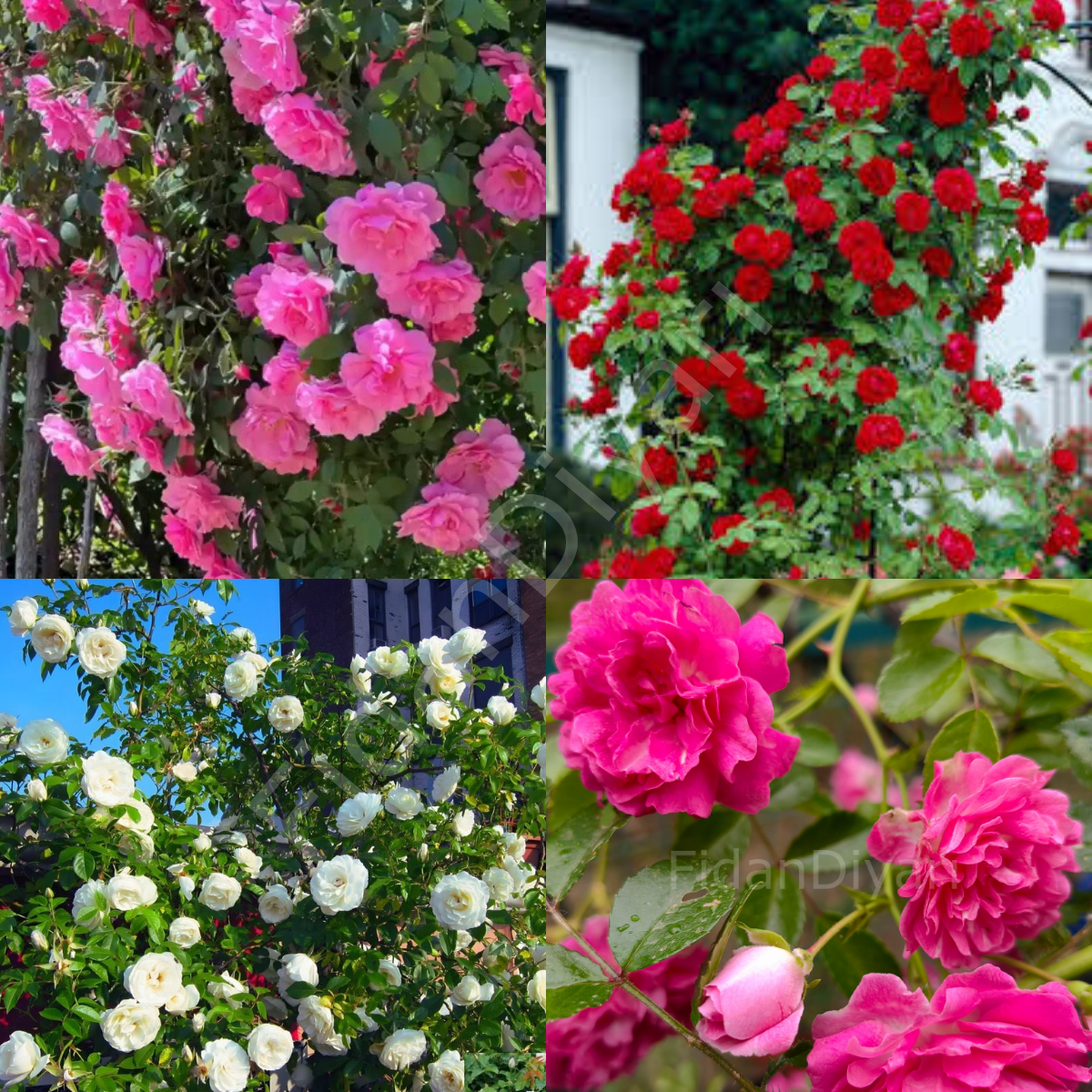 4'lü Sarmaşık Gül Paketi. 120-150 cm