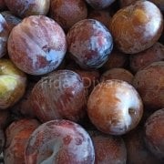 Black Diamond Erik Fidanı 200 cm, 5-6 yaş, Saksılı