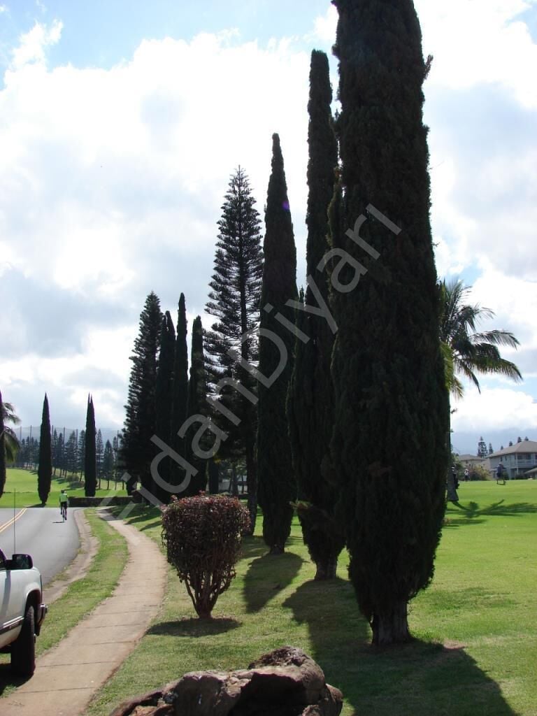 Tùplü Kara Servi Cupressus sempervirens 50-60 CM, Sakısılı/Tüplü