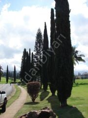 Tùplü Kara Servi Cupressus sempervirens 50-60 CM, Sakısılı/Tüplü