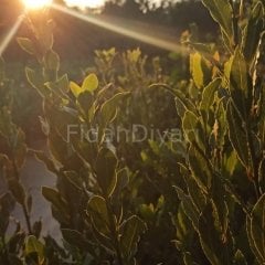 Laurus nobilis Defne Fidanı,50-80cm Tüplü/Saksılı