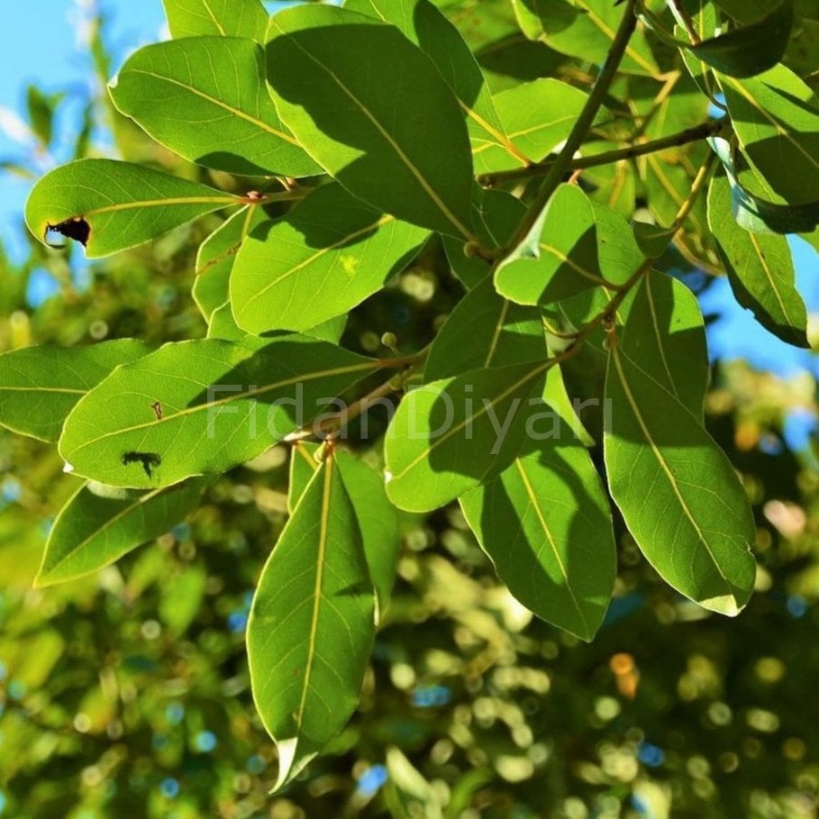 Laurus nobilis Defne Fidanı,50-80cm Tüplü/Saksılı