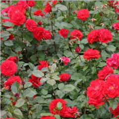 Kırmızı Gül Fidanı, 30-40 cm, Tüplü/Saksılı