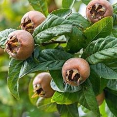 Muşmula(Döngel-Beşbıyık) Fidanı 200 cm, 5-6 Yaş, Saksılı