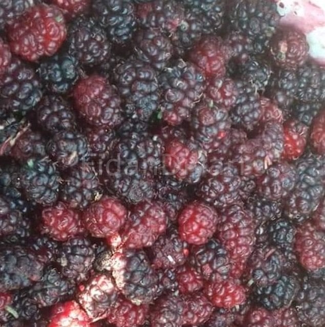 Ekşi Kara Urmu Dut Fidanı 200 cm, 5-6 Yaş Saksılı