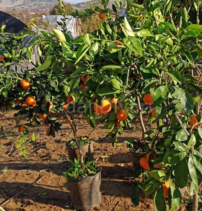 Satsuma Mandalin Fidanı 200 cm, 5-6 Yaş Saksılı