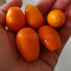 Kamkat, Kumkuat Fidanı, 150 cm, 5-6 Yaş Saksılı