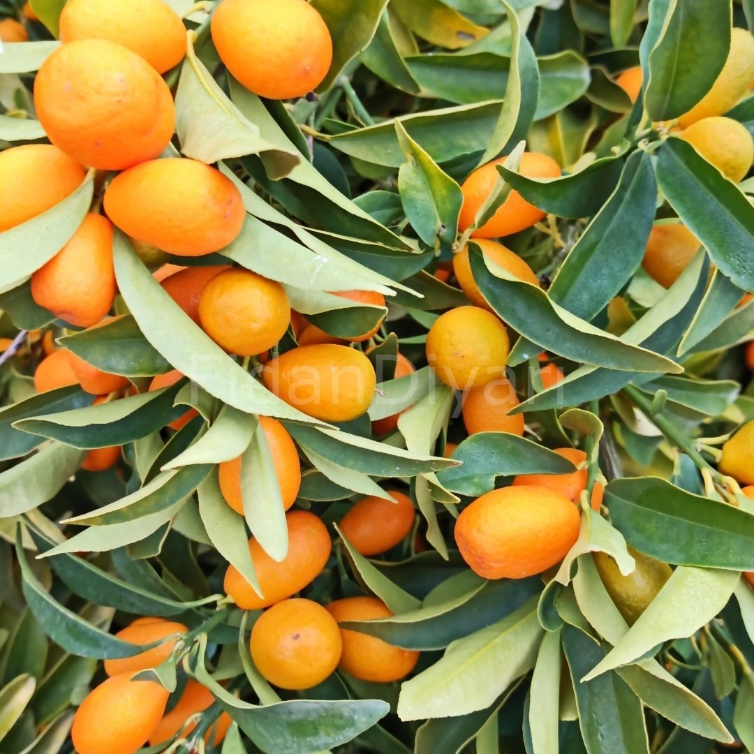 Kamkat, Kumkuat Fidanı, 150 cm, 5-6 Yaş Saksılı