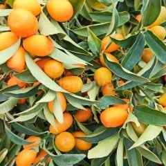 Kamkat, Kumkuat Fidanı, 150 cm, 5-6 Yaş Saksılı