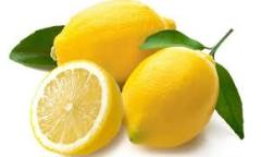 Yediveren Limon Fidanı 200 cm, 5-6 Yaş Saksılı