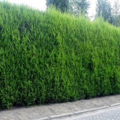 Leylandi fidanı (çite uygun),Saksılı 140-170cm - 24 ADET