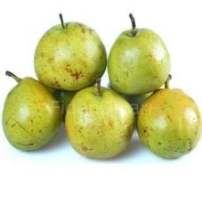 Ankara Armut Fidanı 200 cm, 5-6 Yaş Saksılı