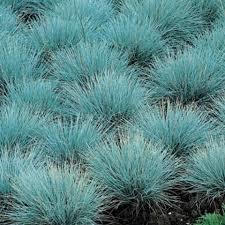 Mavi Osmanlı Çimi, Saksılı