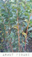 Tam Bodur  Santa Maria Armut Fidanı 200 cm, 5-6 Yaş Saksılı