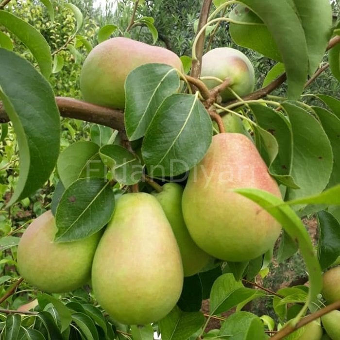 Tam Bodur  Santa Maria Armut Fidanı 200 cm, 5-6 Yaş Saksılı