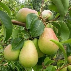 Tam Bodur  Santa Maria Armut Fidanı 200 cm, 5-6 Yaş Saksılı