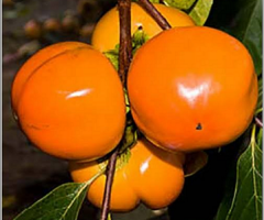 Hachiya Trabzon Hurması Fidanı 200 cm, 5-6 Yaş Saksılı