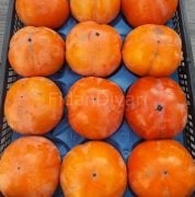 Fuyu Trabzon Hurması Fidanı 200cm, 5-6 Yaş Saksılı